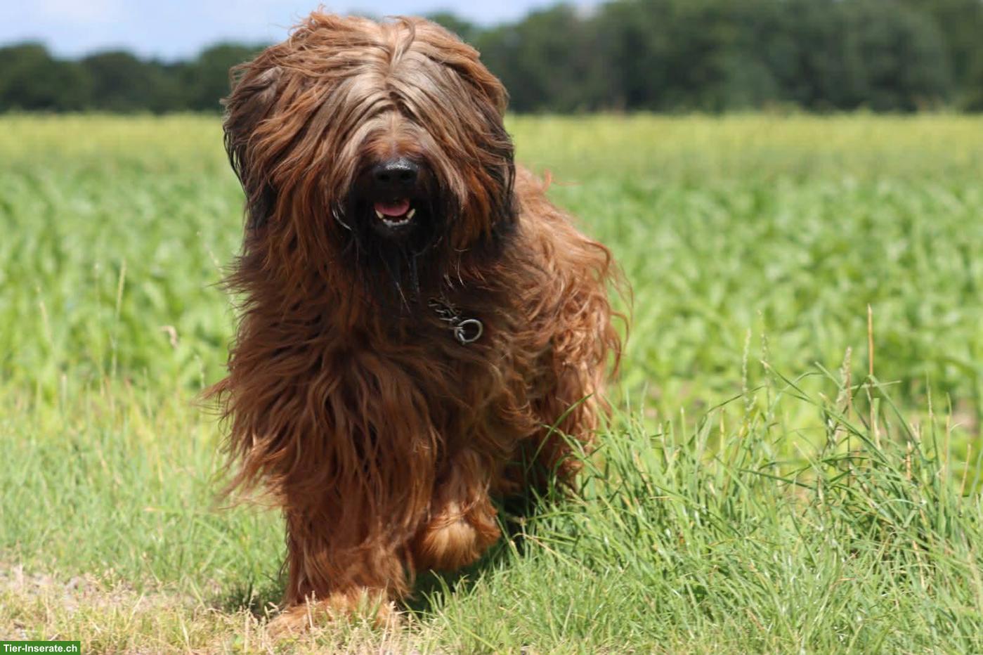 Bild 4: Fauve Briard Welpen | Wurfankündigung