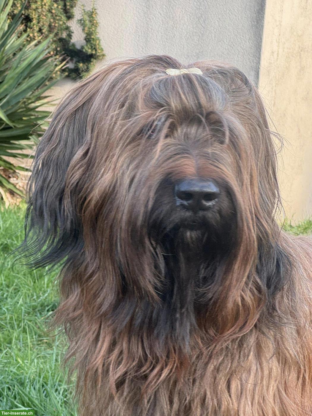Bild 5: Fauve Briard Welpen | Wurfankündigung