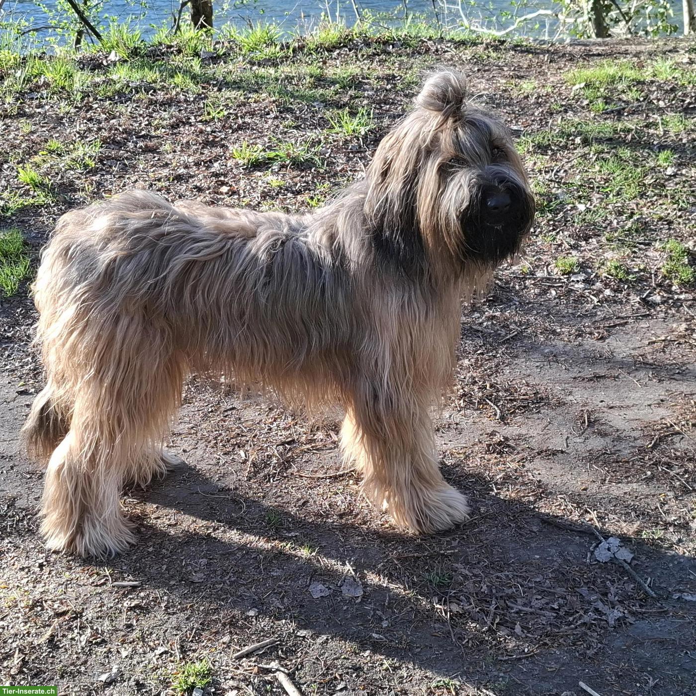 Bild 6: Fauve Briard Welpen | Wurfankündigung