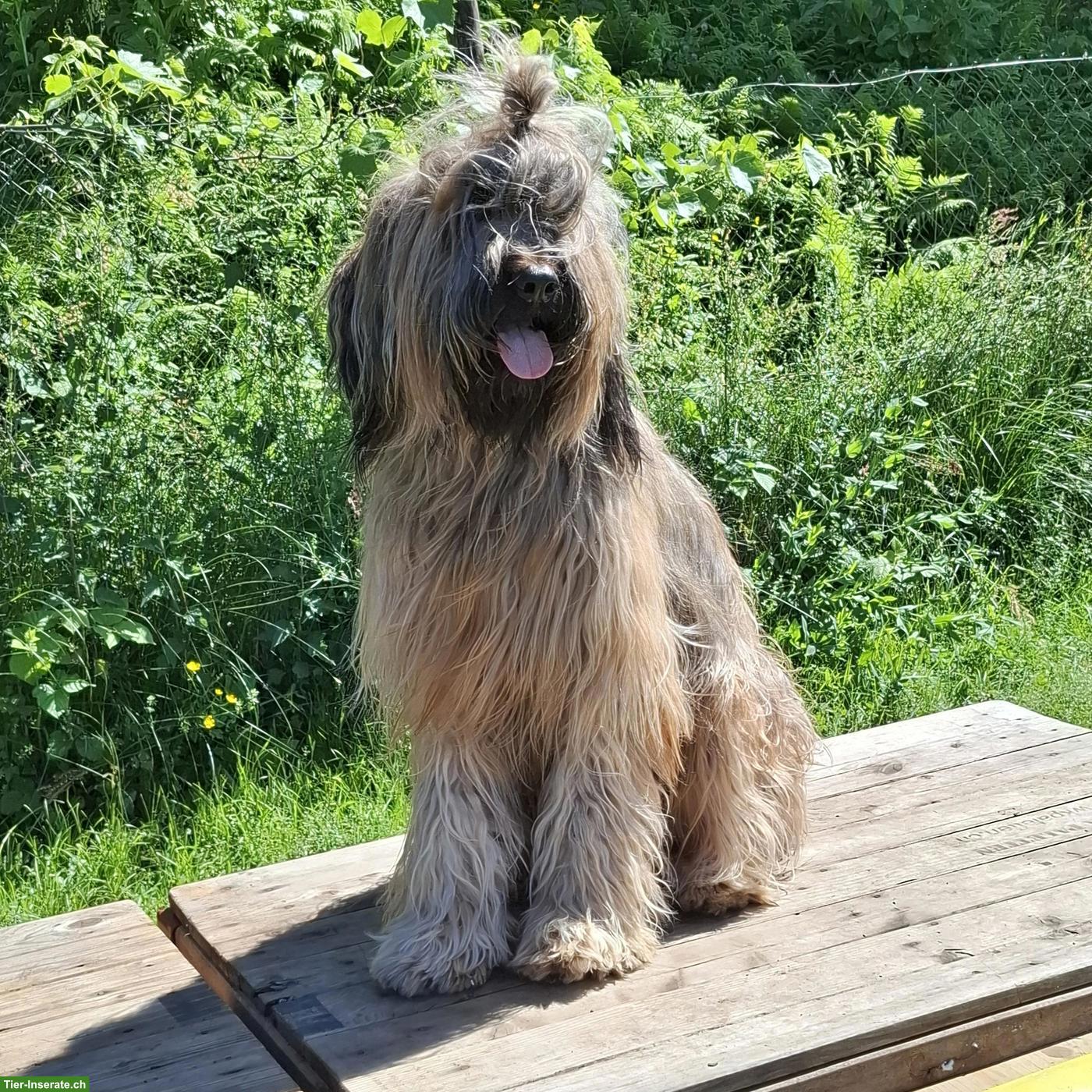 Bild 8: Fauve Briard Welpen | Wurfankündigung