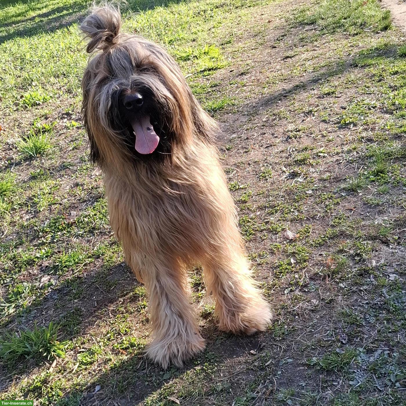 Bild 9: Fauve Briard Welpen | Wurfankündigung