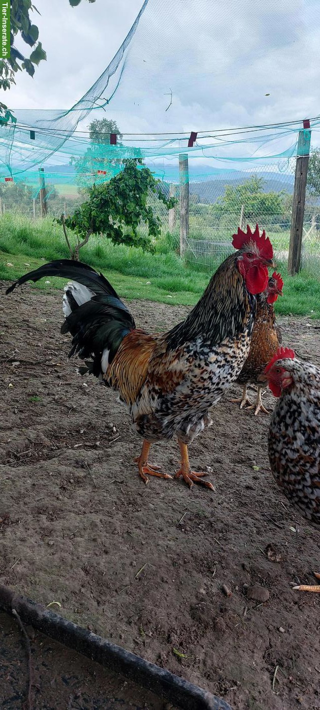 Schwedischer Blumenhuhn Hahn gratis abzugeben