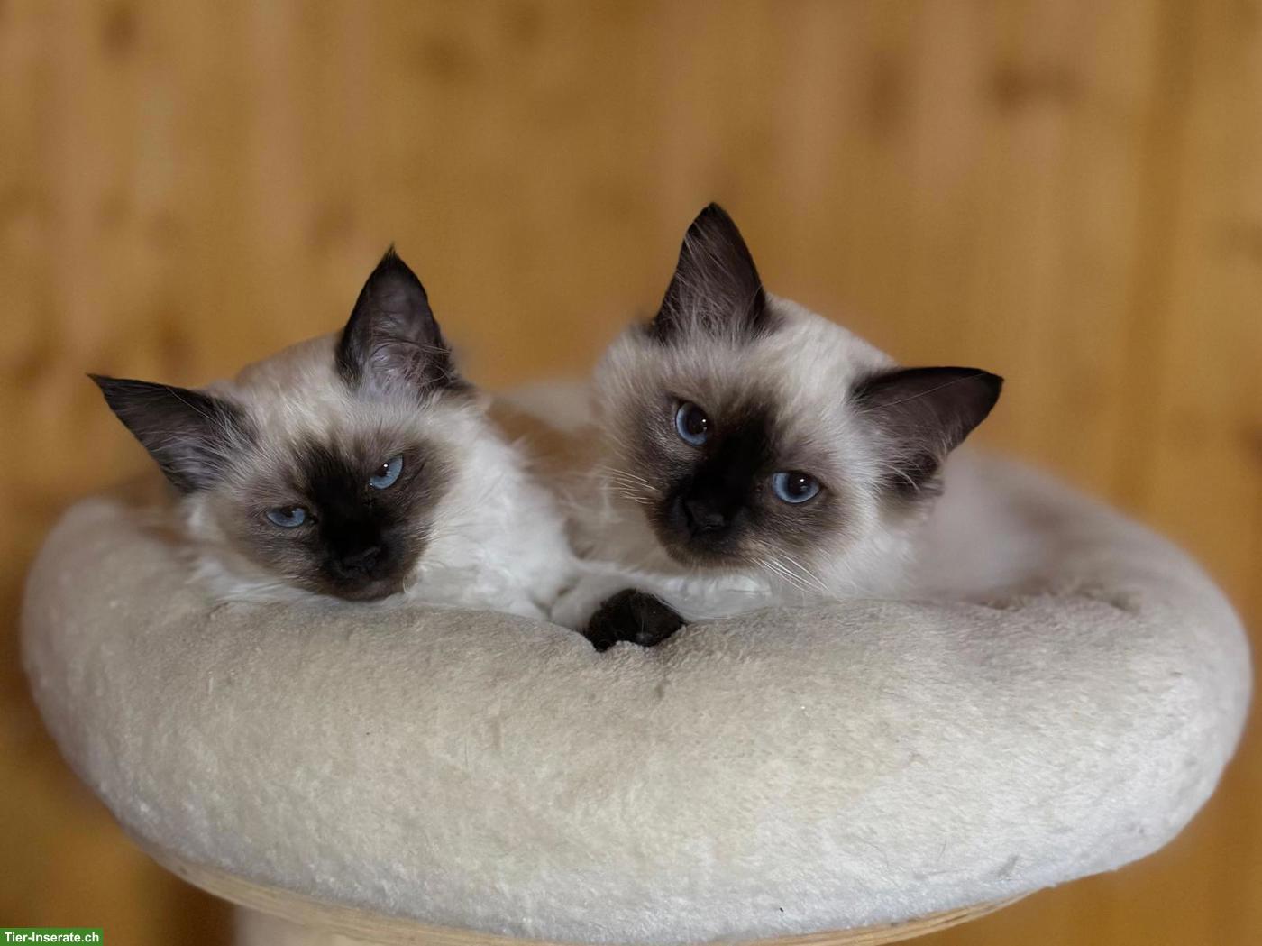 Heilige Birma Kitten zu verkaufen