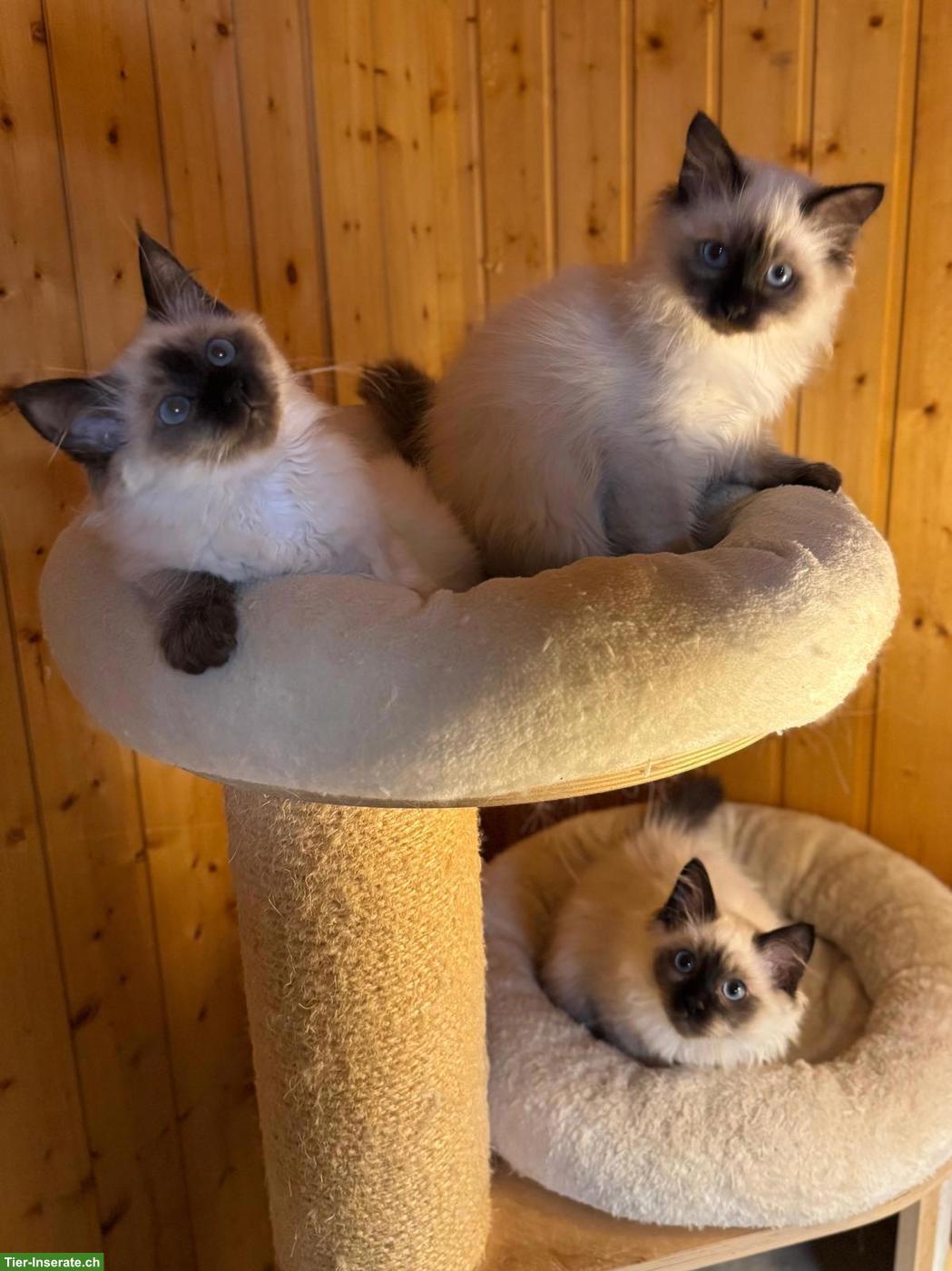 Bild 2: Heilige Birma Kitten zu verkaufen