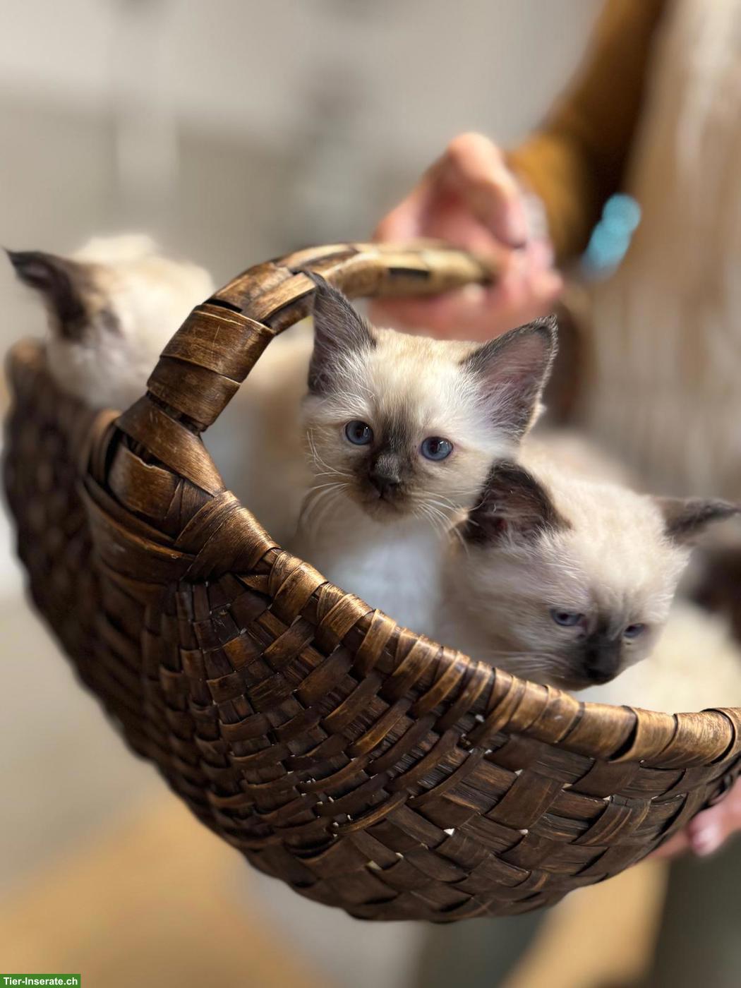 Bild 3: Heilige Birma Kitten zu verkaufen
