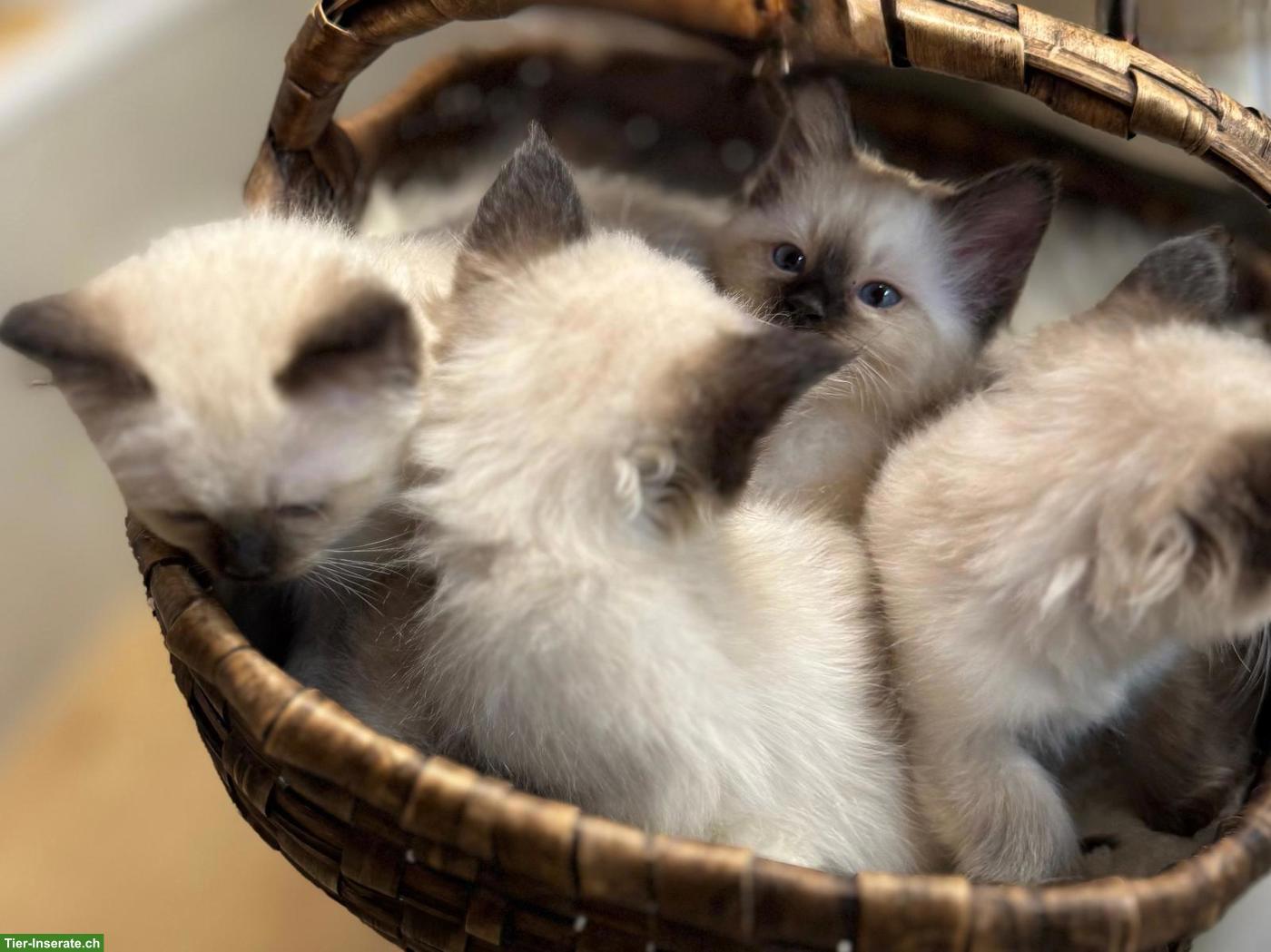 Bild 4: Heilige Birma Kitten zu verkaufen