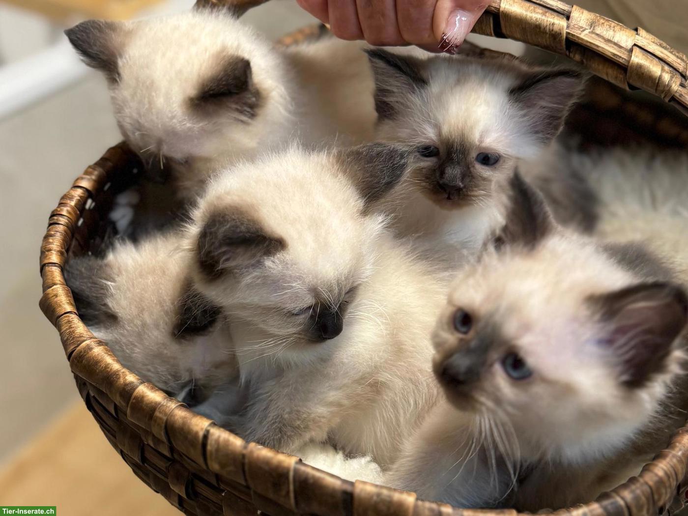 Bild 5: Heilige Birma Kitten zu verkaufen