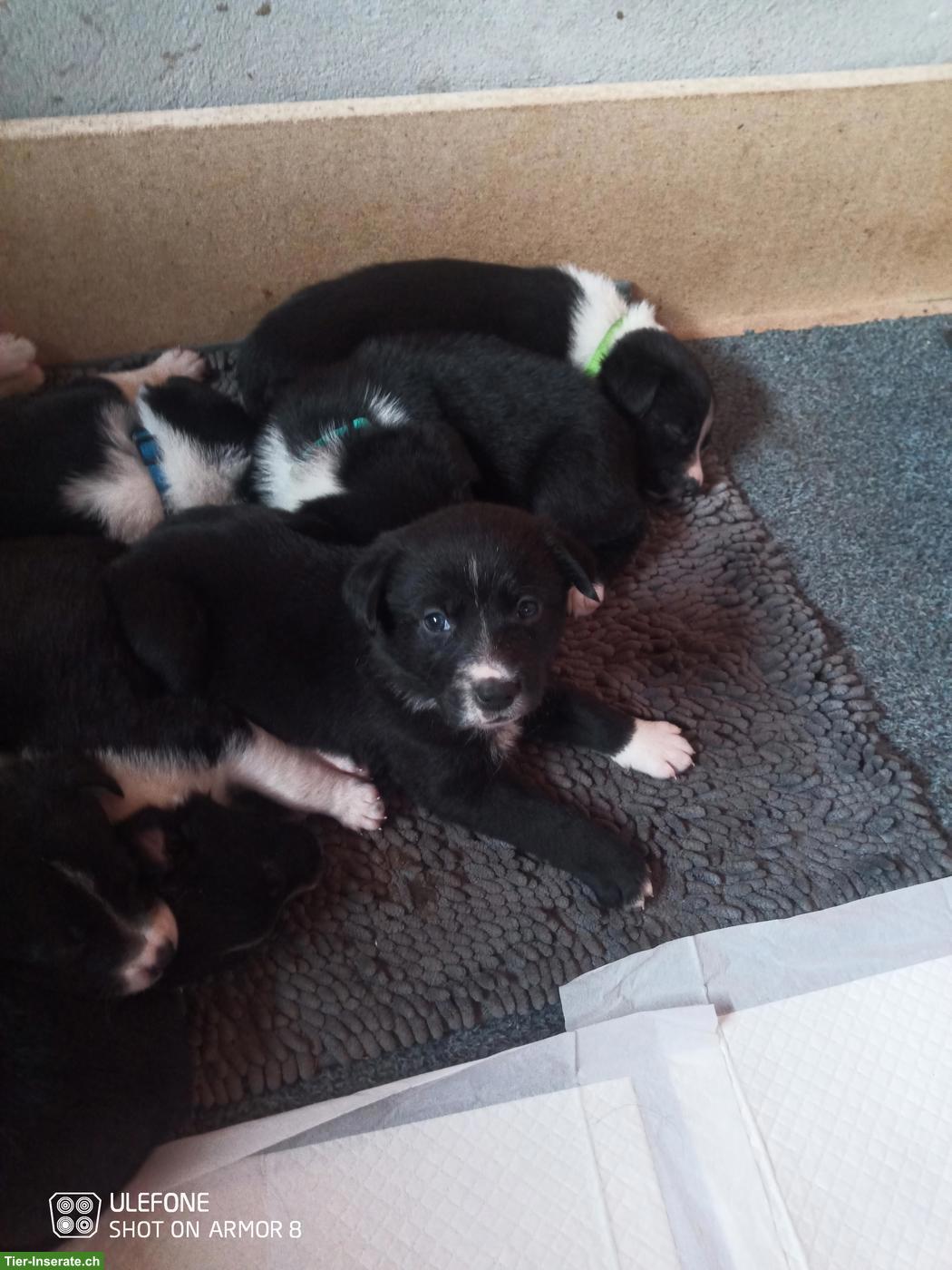 Border Collie x Appenzeller Mischlingswelpen