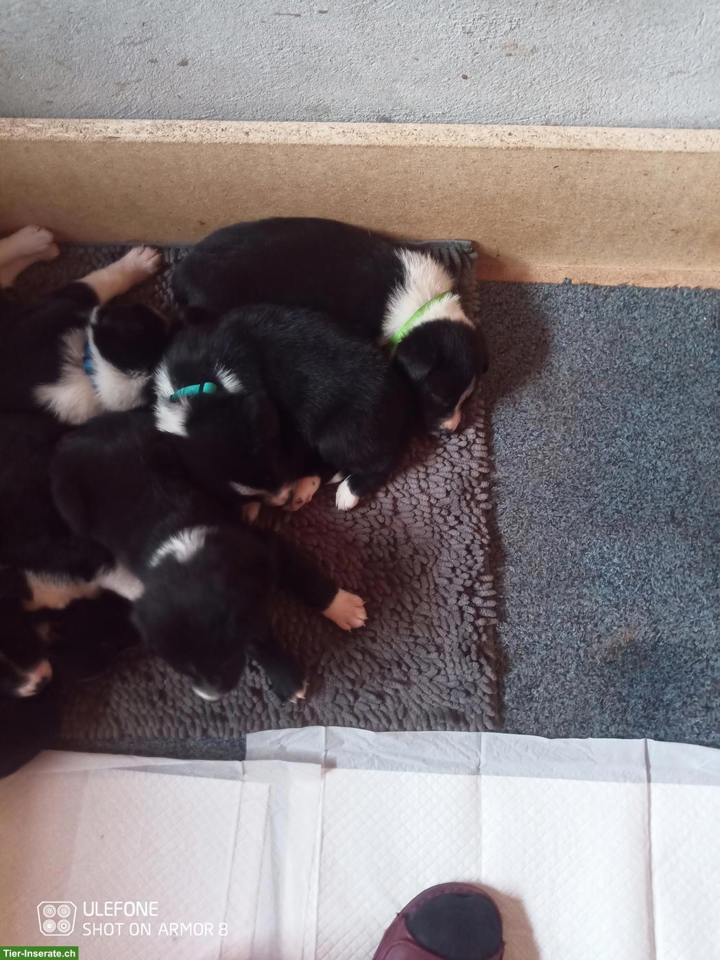 Bild 2: Border Collie x Appenzeller Mischlingswelpen