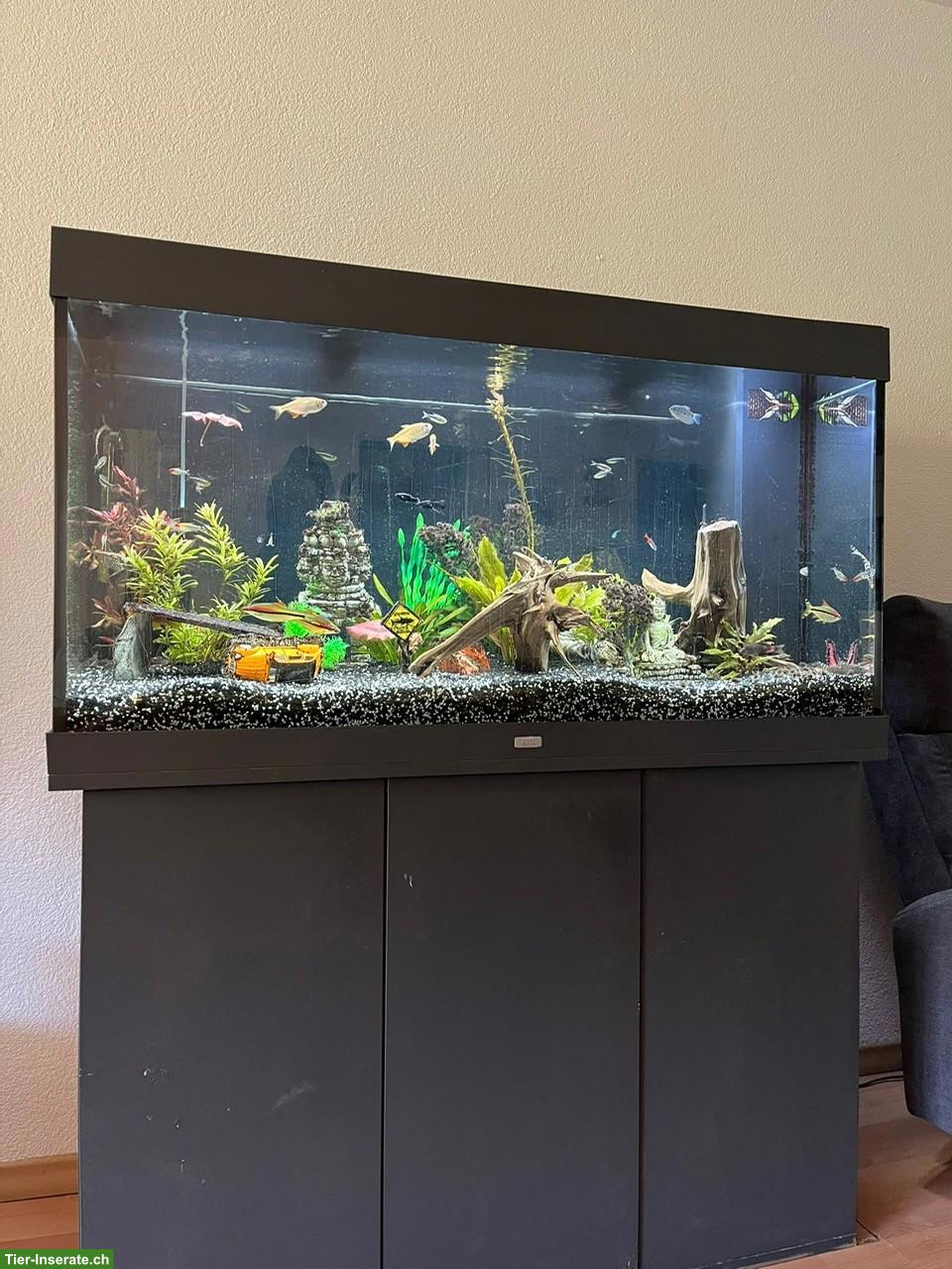 350L Süsswasser-Aquarium Komplettset mit Fischen
