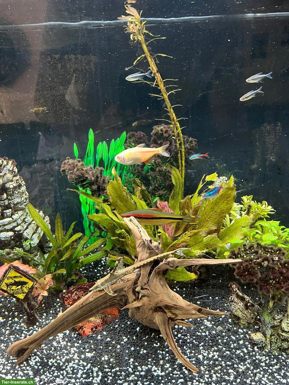 Bild 4: 350L Süsswasser-Aquarium Komplettset mit Fischen