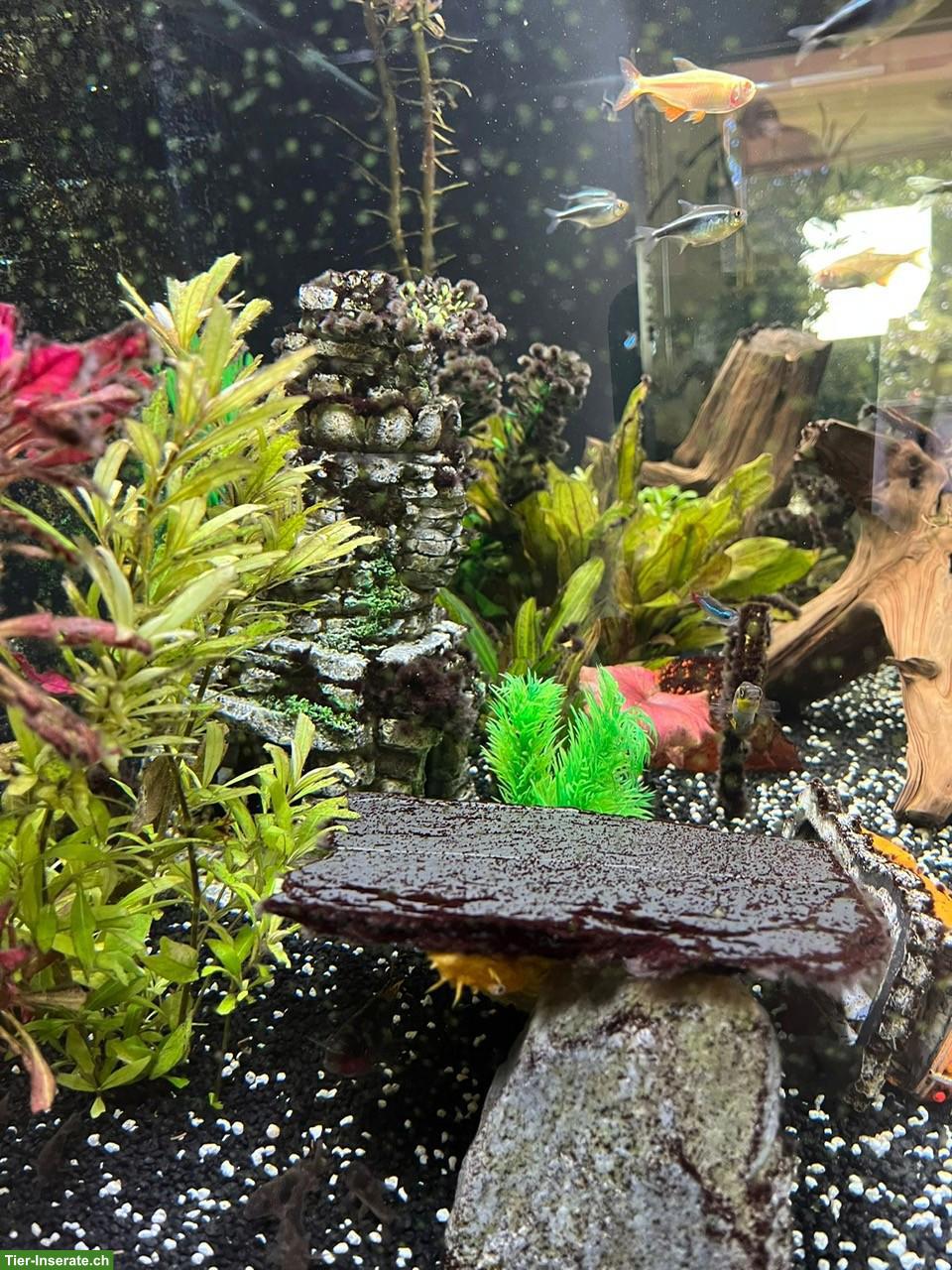 Bild 5: 350L Süsswasser-Aquarium Komplettset mit Fischen