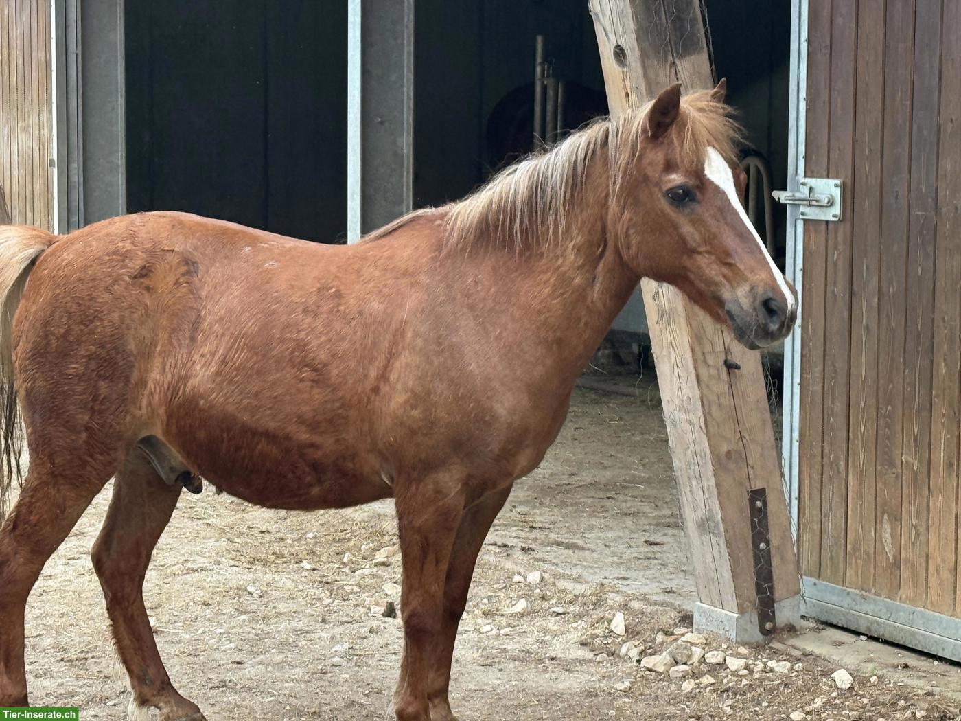 Pony einfahren im Stundenlohn in Pleigne JU