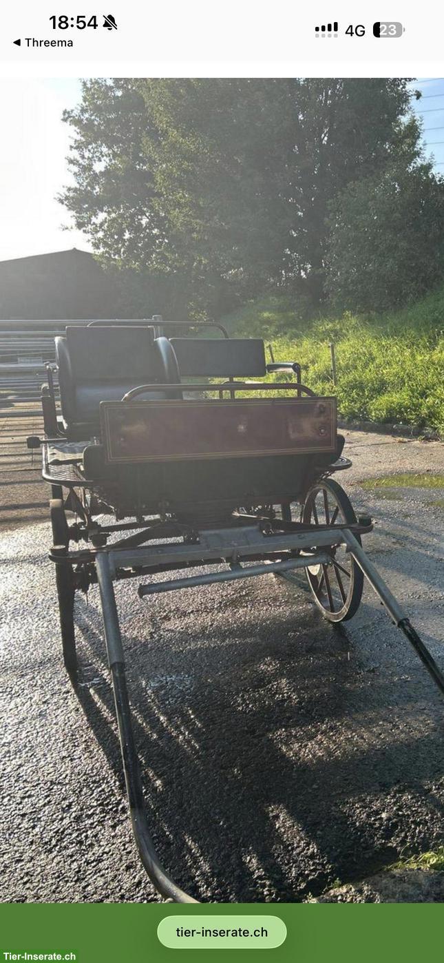 Bild 2: Pony einfahren im Stundenlohn in Pleigne JU