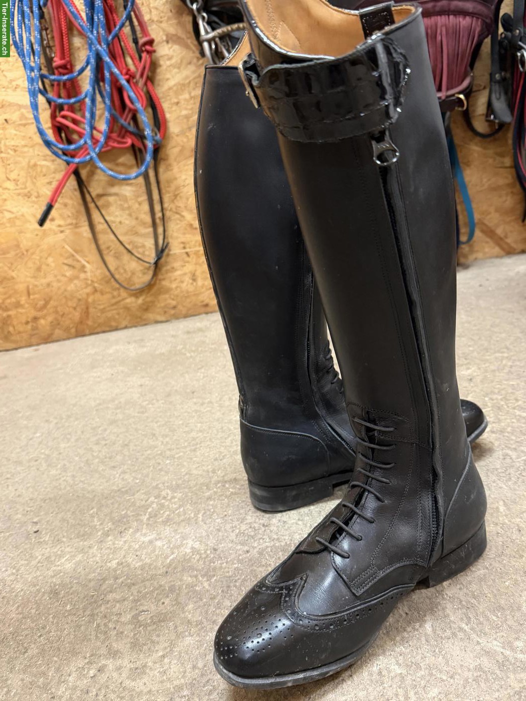 Bild 3: Neue Reitstiefel Gr. 37 zu verkaufen