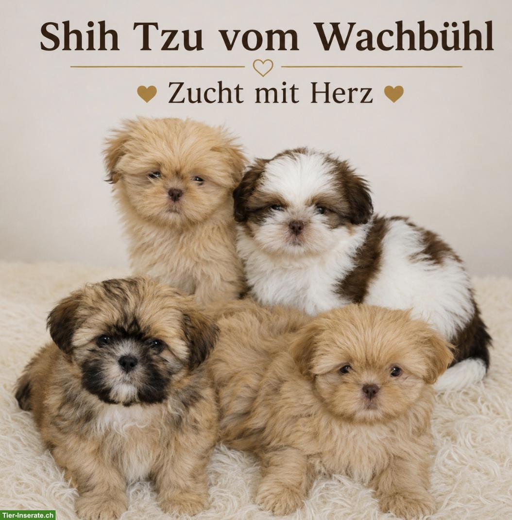 Shih Tzu Welpen aus seriöser & kontrollierter Zucht