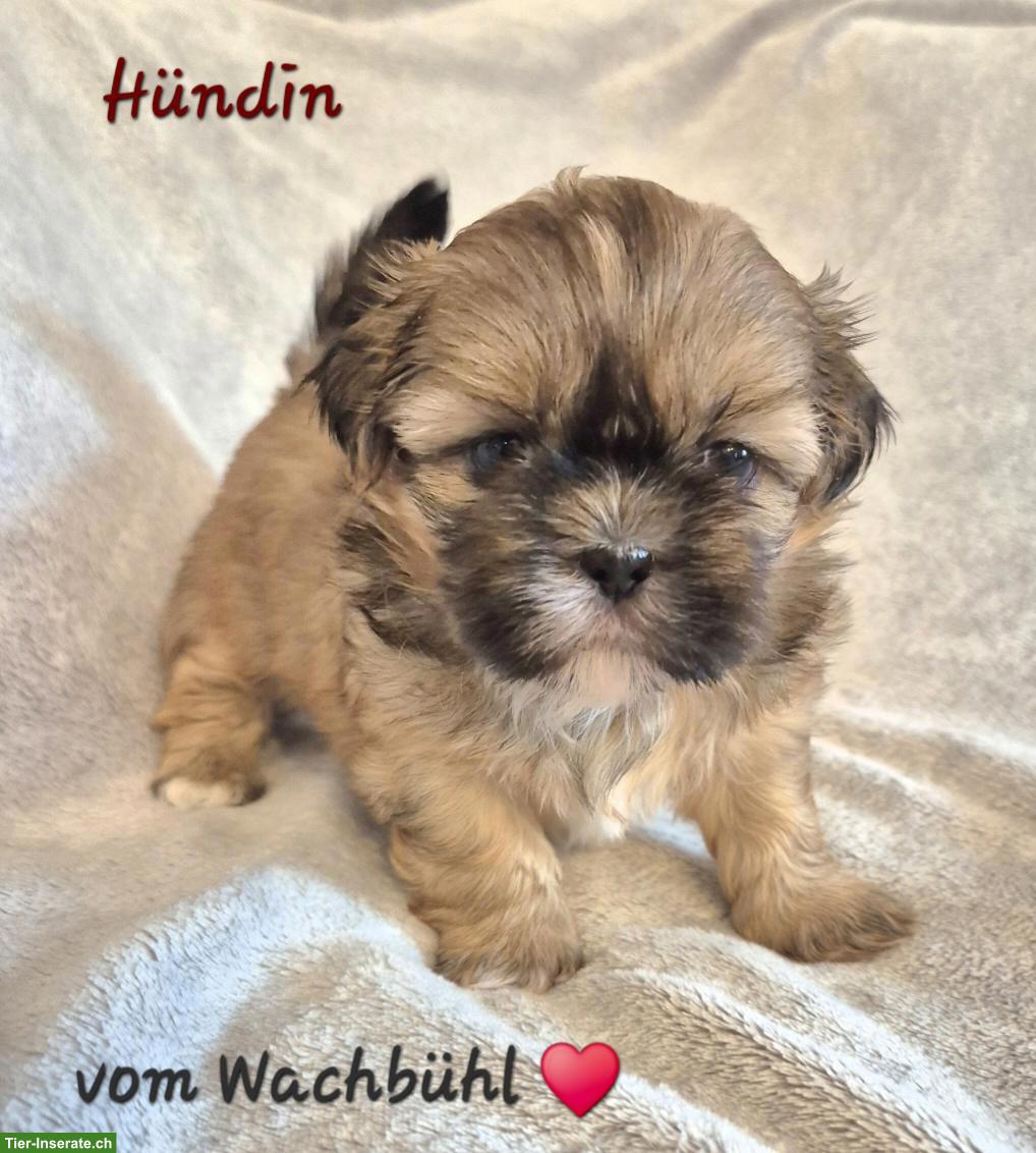 Bild 2: Shih Tzu Welpen aus seriöser & kontrollierter Zucht