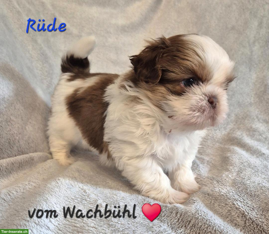 Bild 3: Shih Tzu Welpen aus seriöser & kontrollierter Zucht