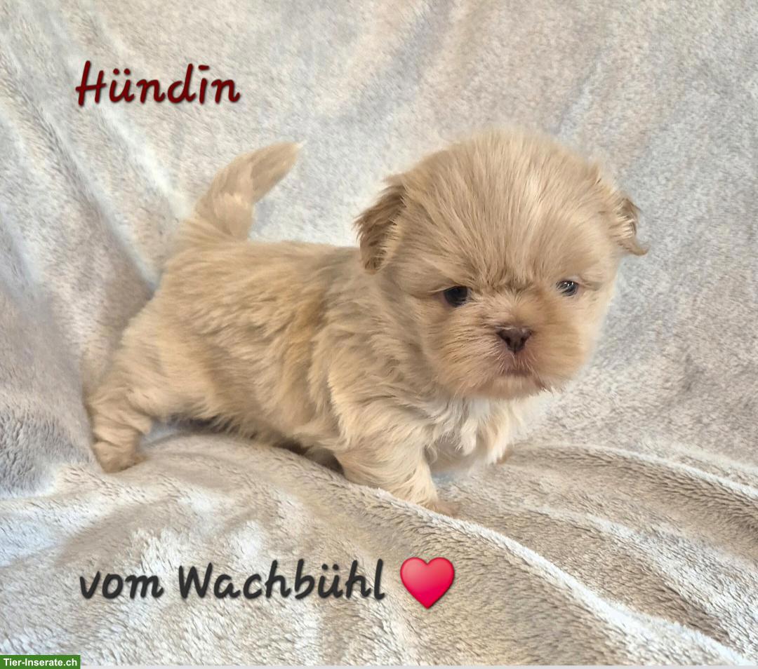 Bild 4: Shih Tzu Welpen aus seriöser & kontrollierter Zucht