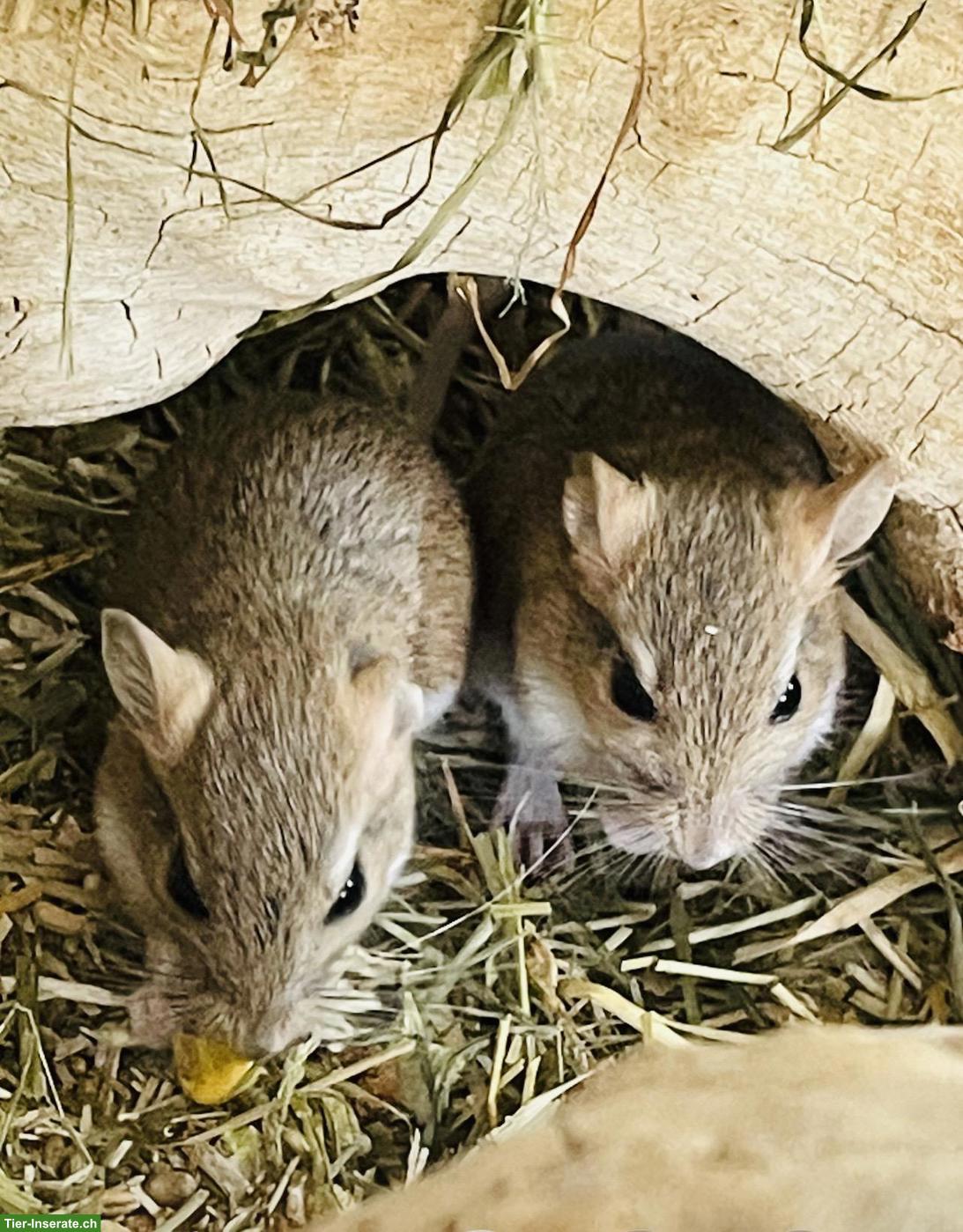 Süsse Persische Rennmäuse, handzahm