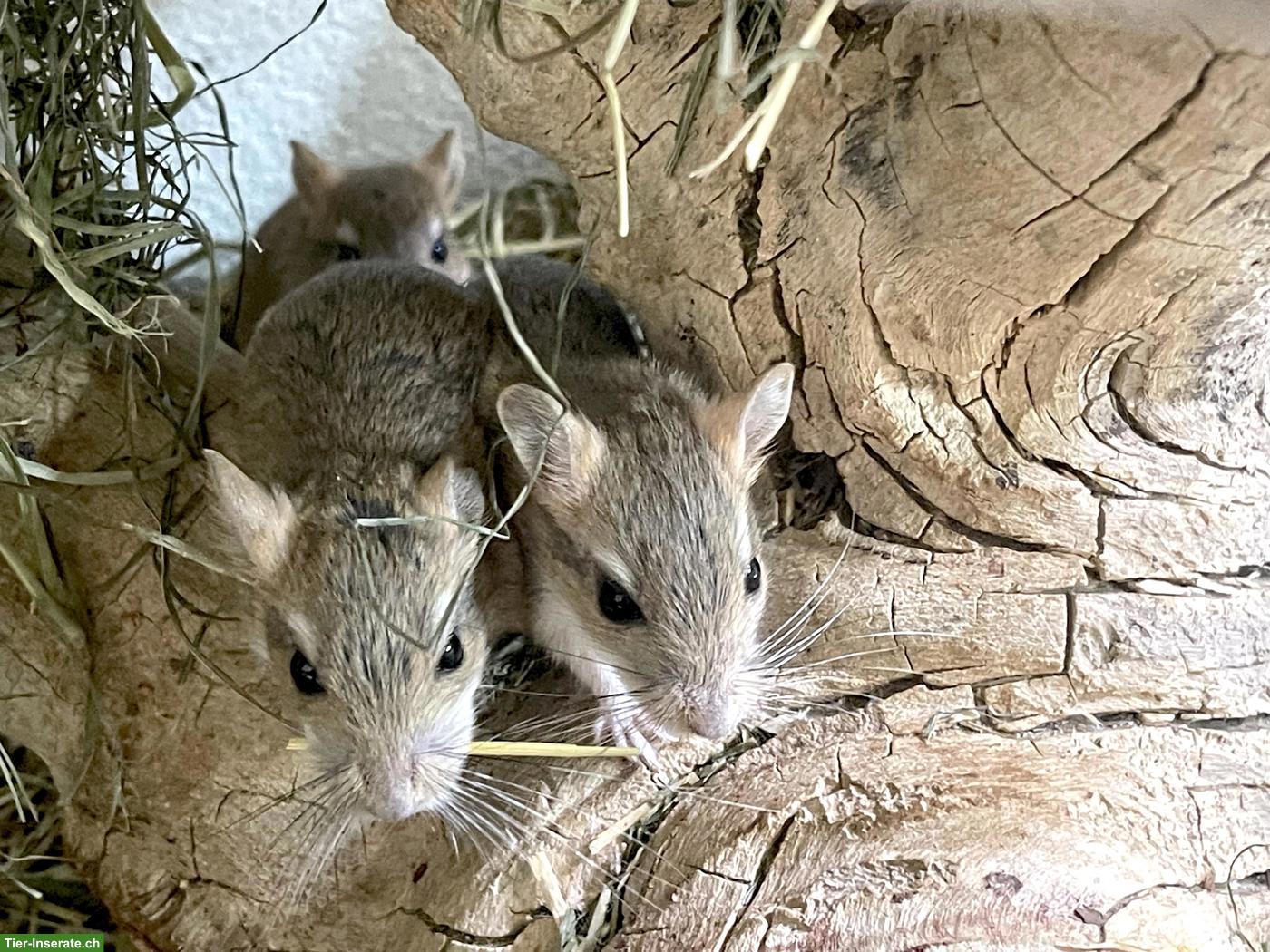 Bild 2: Süsse Persische Rennmäuse, handzahm