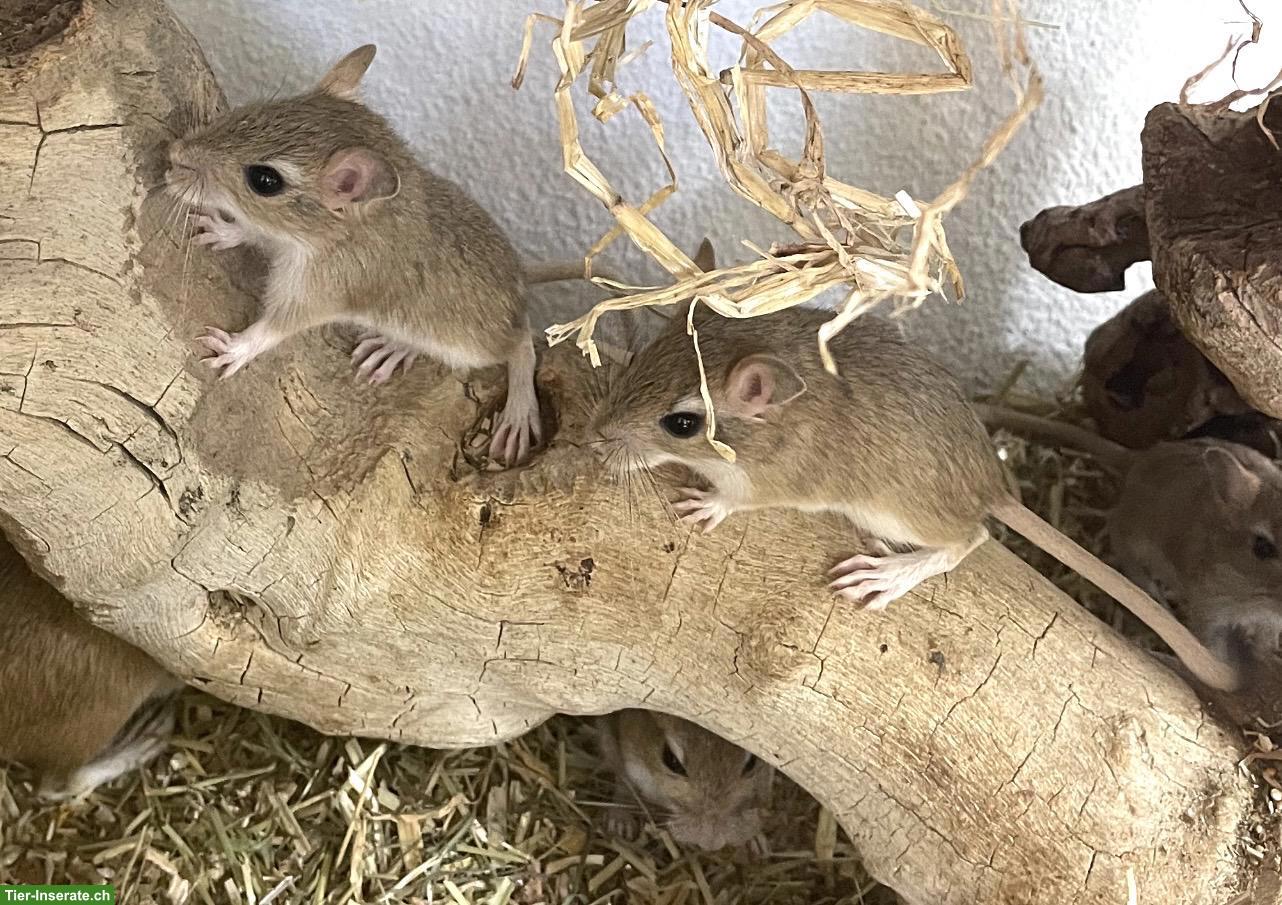 Bild 4: Süsse Persische Rennmäuse, handzahm