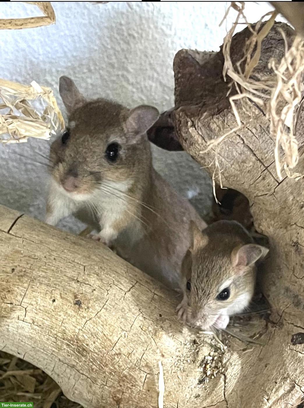 Bild 5: Süsse Persische Rennmäuse, handzahm