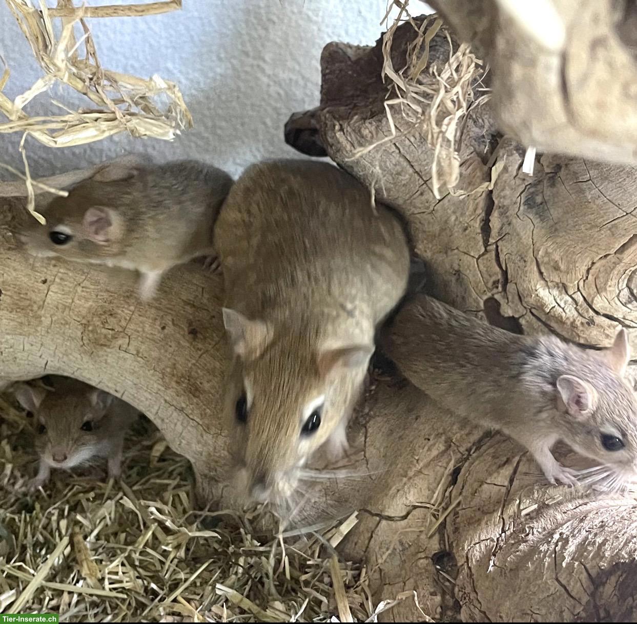 Bild 6: Süsse Persische Rennmäuse, handzahm