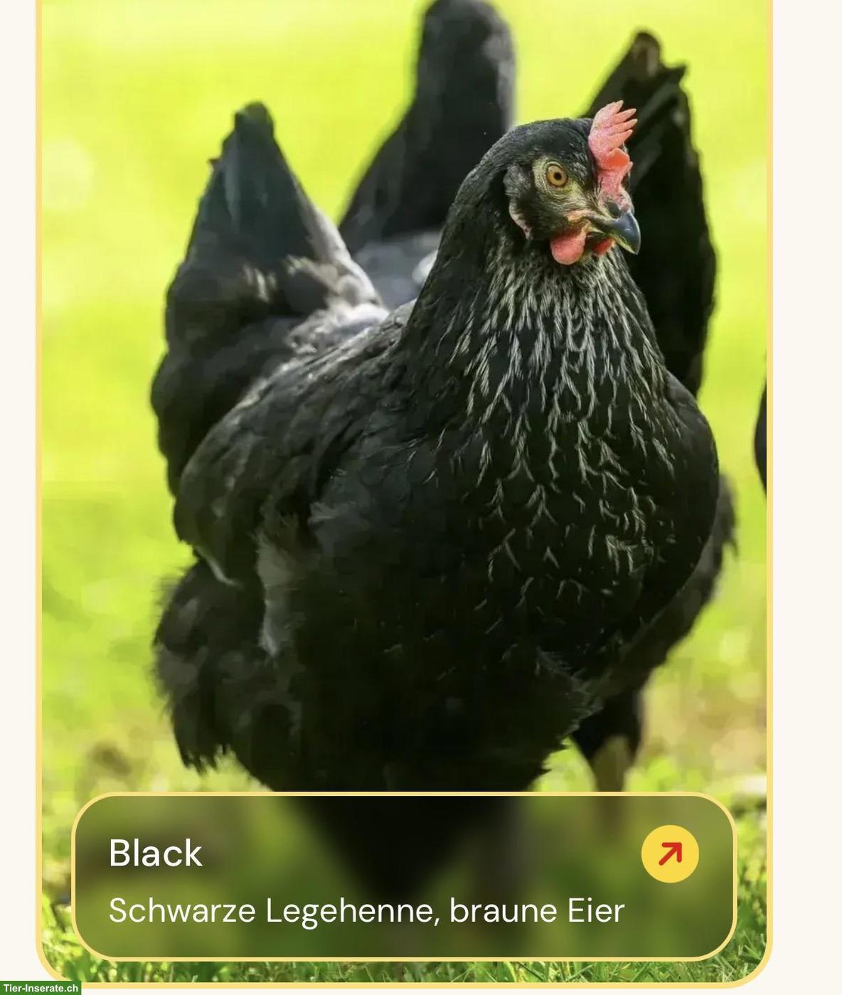 Baldleger Hennen Junghennen Black Ladys