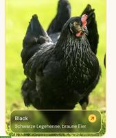 Baldleger Hennen Junghennen Black Ladys