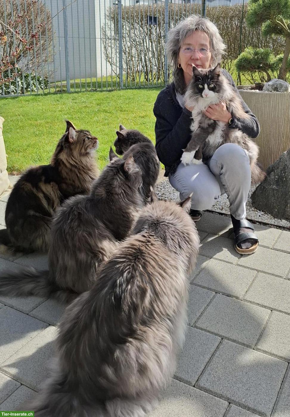 Bild 2: Liebevolle Katzenbetreuung, Raum Jegenstorf
