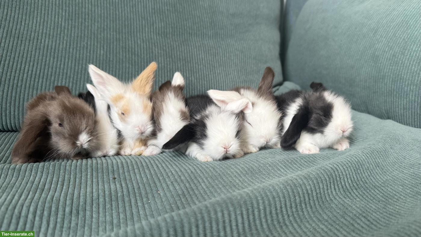 7 süsse reinrassige Teddywidder zu verkaufen