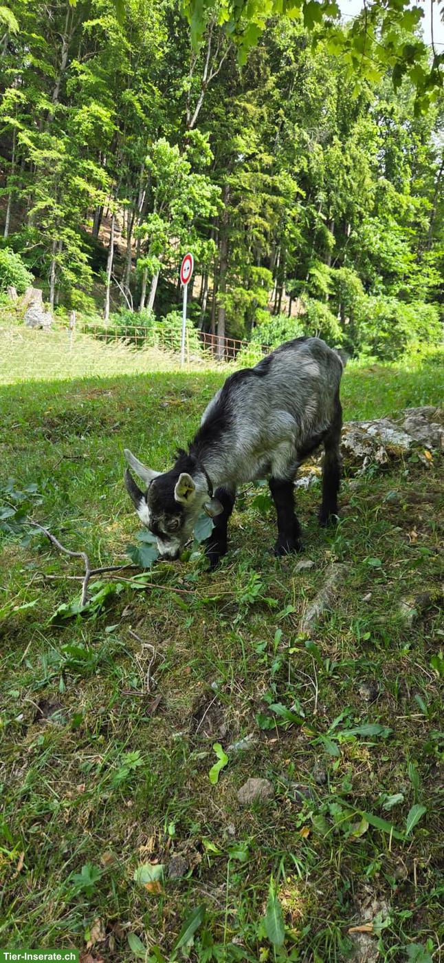 Bild 2: Junger Capra Grigia Zuchtbock