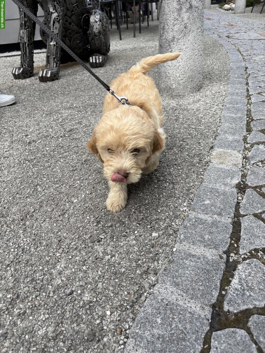 Süsser Maltipoo Welpe, weiblich sucht liebes Zuhause