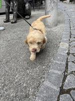 Süsser Maltipoo Welpe, weiblich sucht liebes Zuhause
