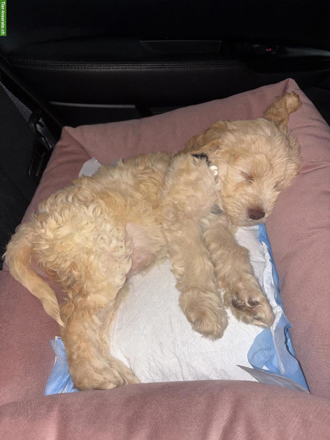 Bild 2: Süsser Maltipoo Welpe, weiblich sucht liebes Zuhause