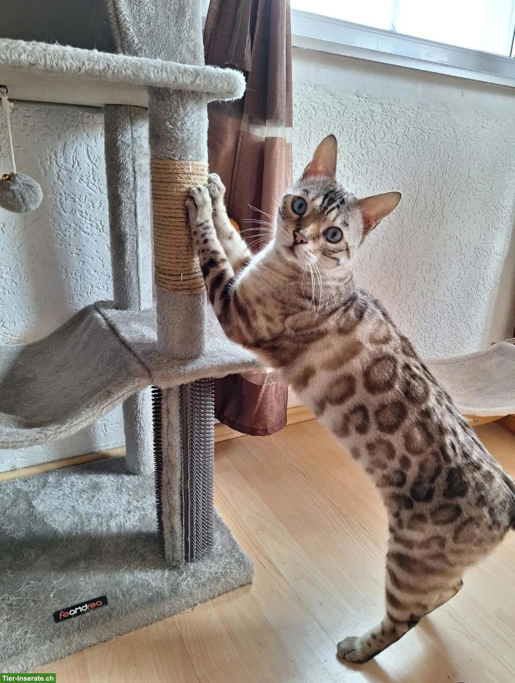 Verschmuster Bengal Kater sucht neues Zuhause mit Gspänli