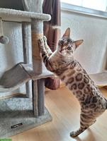 Verschmuster Bengal Kater sucht neues Zuhause mit Gspänli