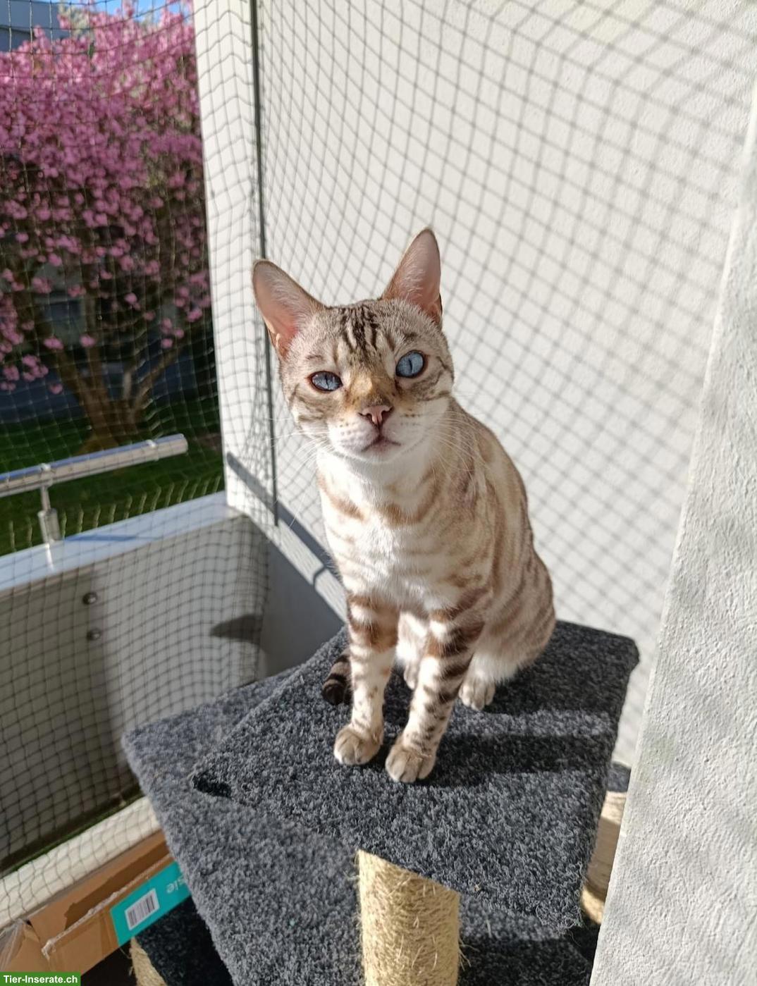 Bild 2: Verschmuster Bengal Kater sucht neues Zuhause mit Gspänli