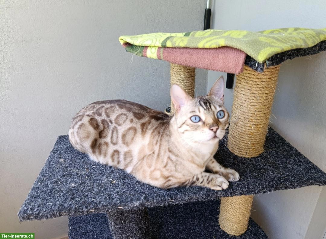 Bild 3: Verschmuster Bengal Kater sucht neues Zuhause mit Gspänli