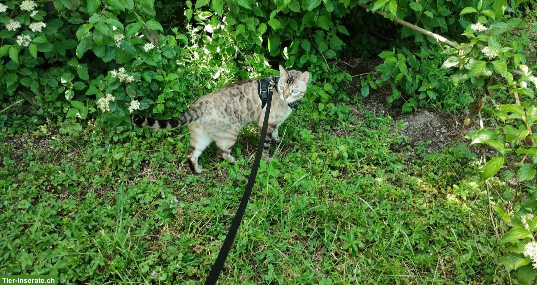 Bild 4: Verschmuster Bengal Kater sucht neues Zuhause mit Gspänli