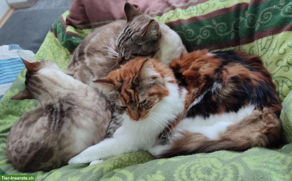 Bild 5: Verschmuster Bengal Kater sucht neues Zuhause mit Gspänli