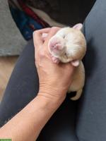 Chihuahua Welpen in Kurzhaar und Langhaar