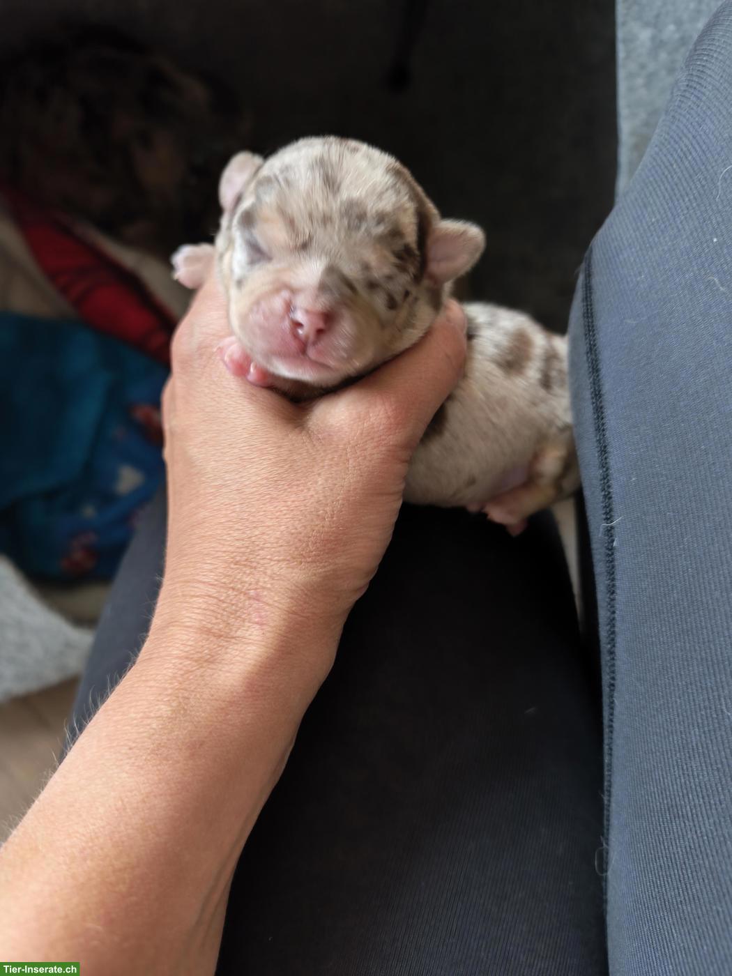 Bild 2: Chihuahua Welpen in Kurzhaar und Langhaar