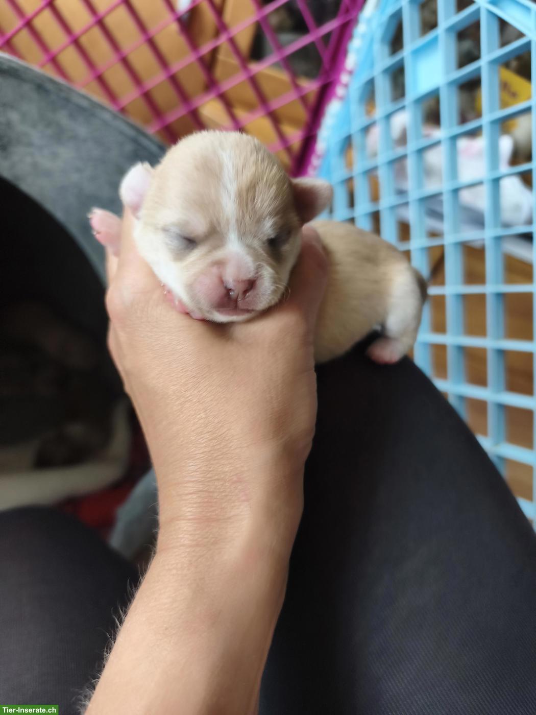 Bild 3: Chihuahua Welpen in Kurzhaar und Langhaar