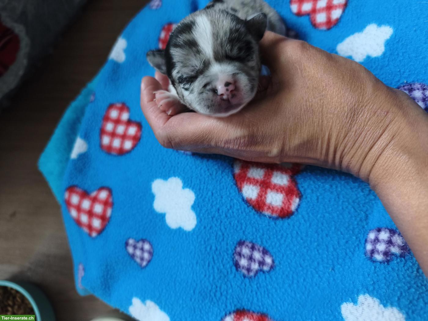 Bild 4: Chihuahua Welpen in Kurzhaar und Langhaar