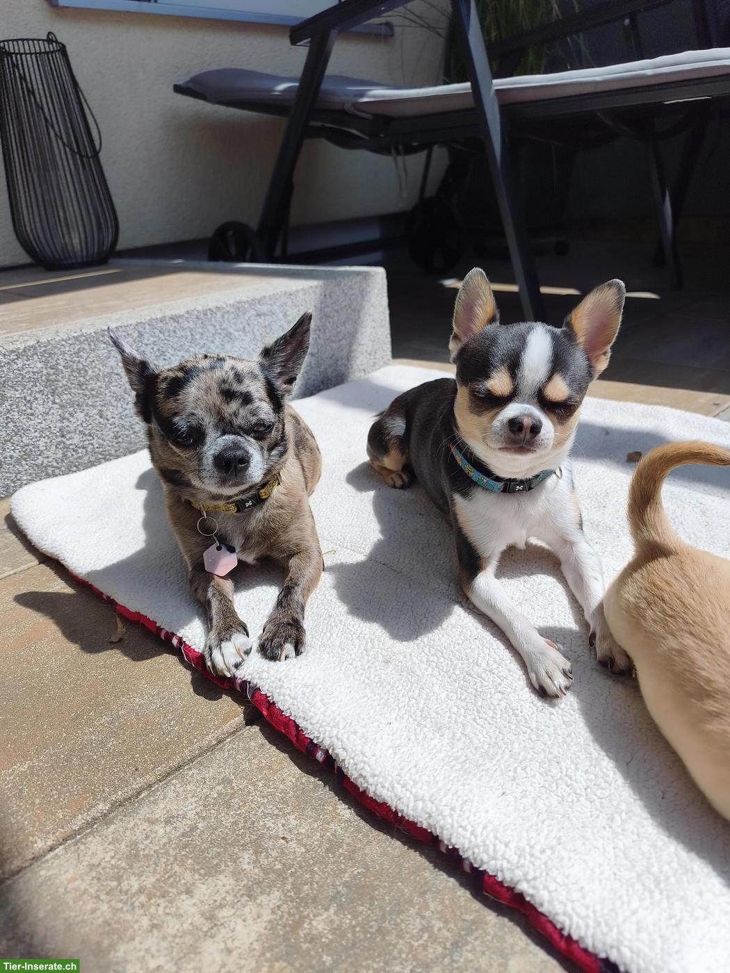 Bild 5: Chihuahua Welpen in Kurzhaar und Langhaar