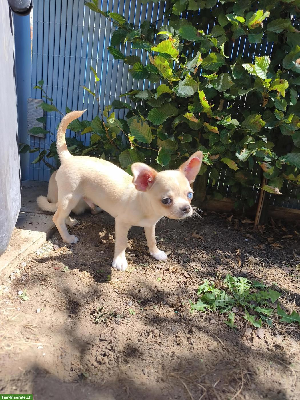 Bild 6: Chihuahua Welpen in Kurzhaar