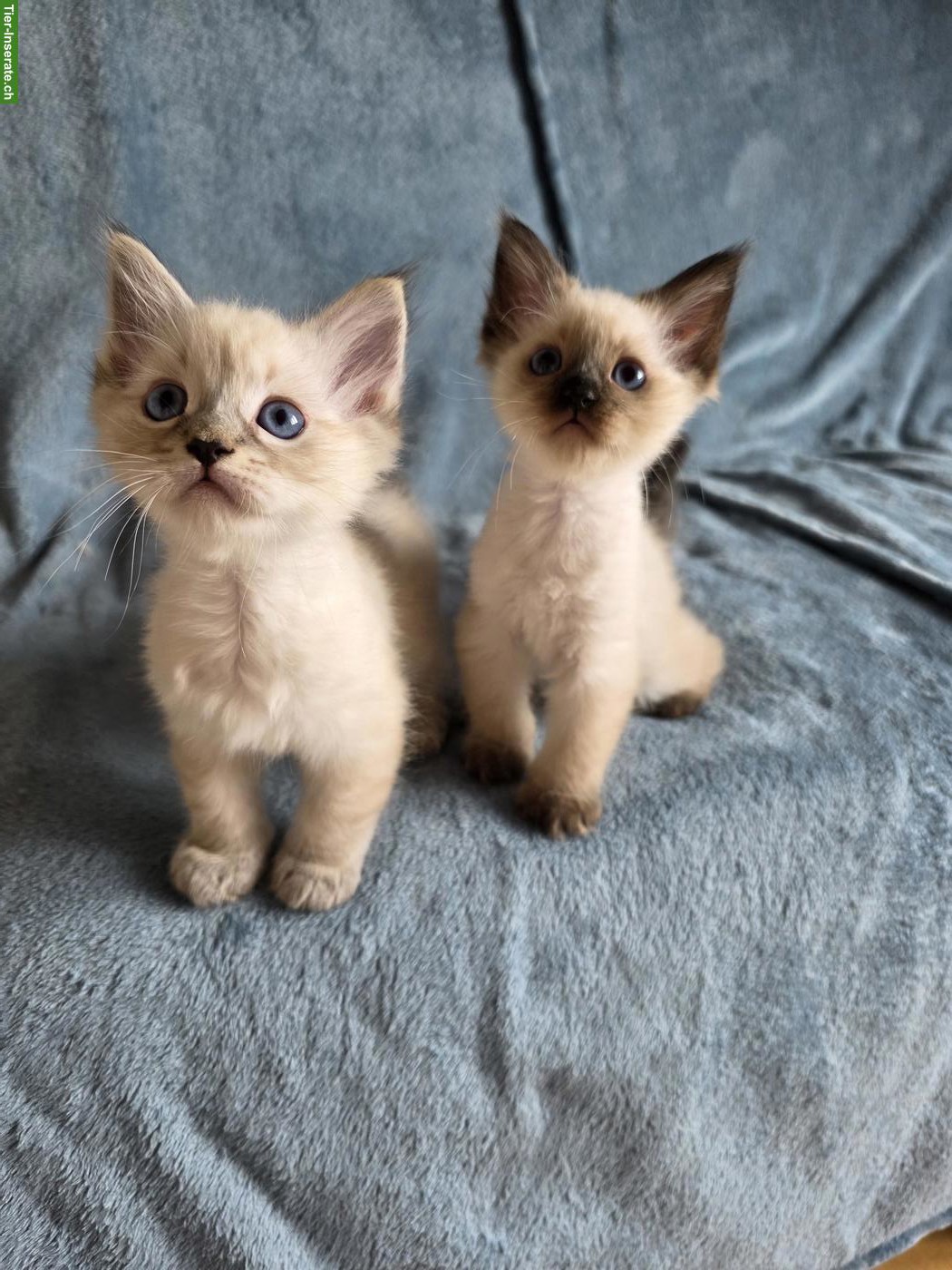 Ragdoll x Neva Masquarade Kitten suchen liebevolles Zuhause