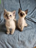 Ragdoll x Neva Masquarade Kitten suchen liebevolles Zuhause